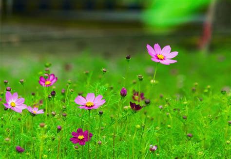 格桑花花語|格桑花（格桑花的花语）